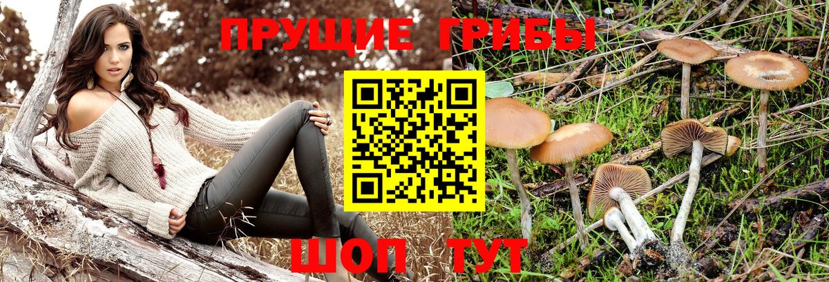 магазин продажи   Галлюциногенные грибы ЛСД  Моршанск  Галлюциногенные грибы прущие грибы 